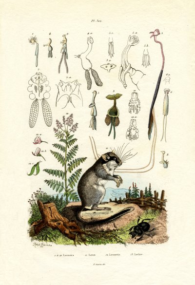 Copepods by French School